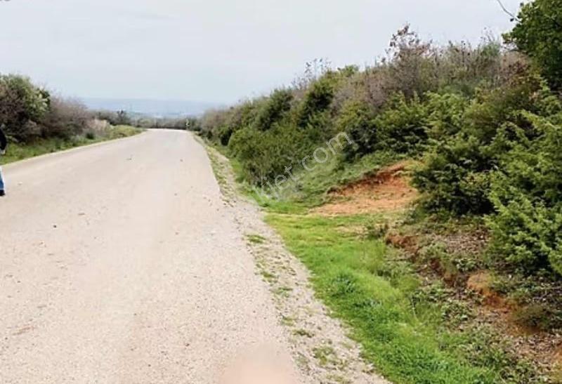Karacabey Doğla Köyde Dokuz 55 Metre² Satılık Zeytinlik - Görsel 10