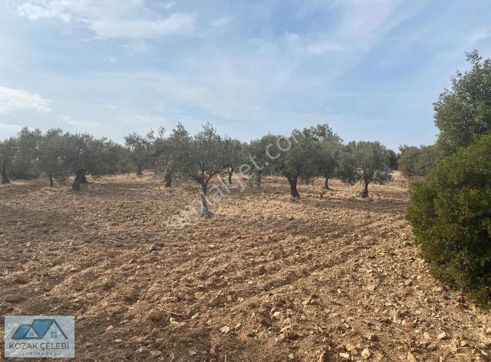 Kozak Çelebi Emlak'tan 5.860 M2 Zeytinlik