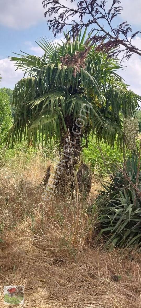 Sakaryanın Akyazı Îlcesinde E 5 Karayolu Üstünde Satılık Tarla - Görsel 25