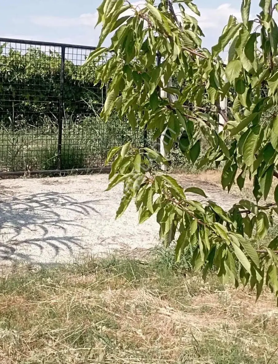 Çeşitli Meyve Ağaçları Bulunmaktadır - Görsel 2