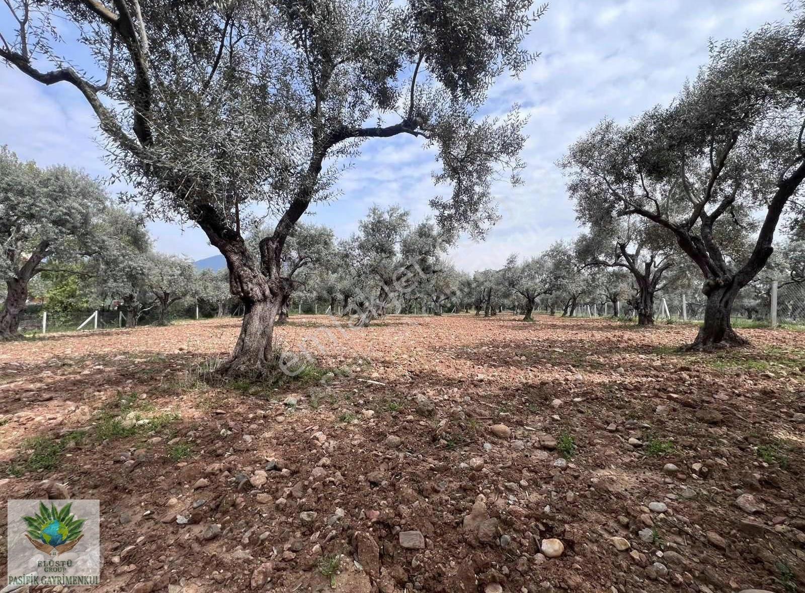 Pasifikten Torbalı Çakırbeylide 3.067 M² Tek Tapu Zeytinlik