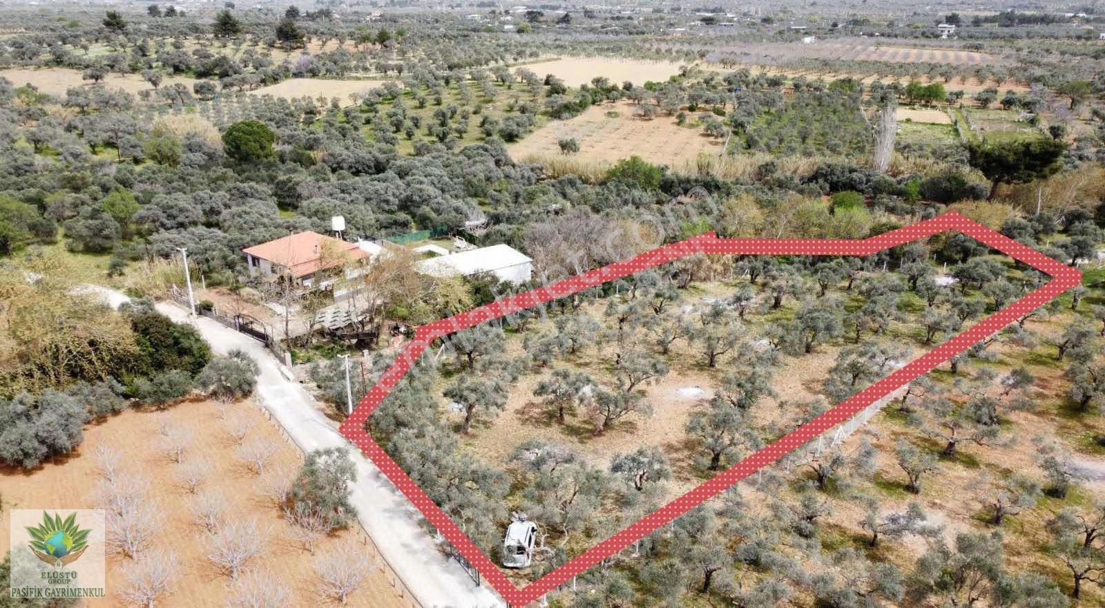 Pasifikten Torbalı Çakırbeylide 3.067 M² Tek Tapu Zeytinlik - Görsel 3