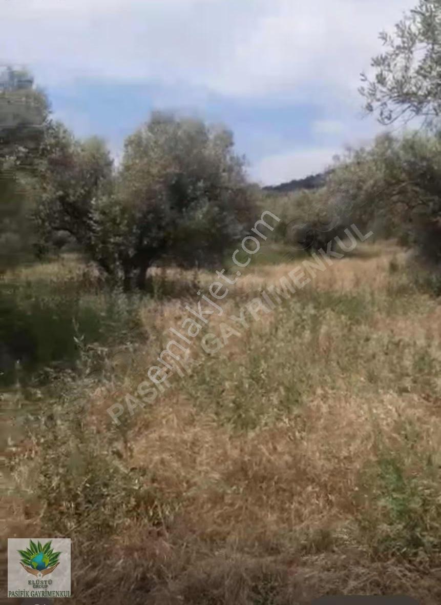 Pasifikten Manisa Kırkağaçta Anayol Cepheli 4.700 M² Tarla - Görsel 5