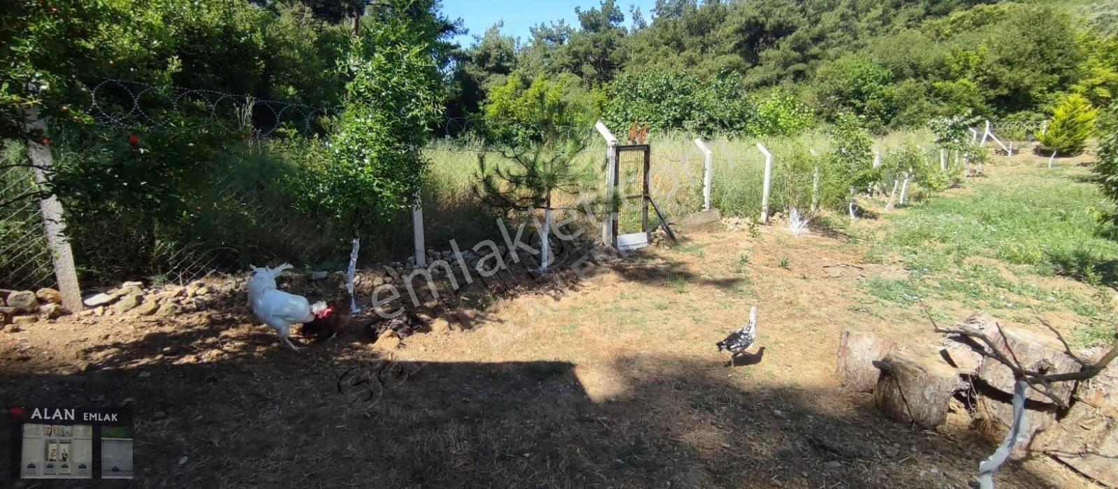 Trilyede Satılık Hobi Bahçesi - Görsel 8