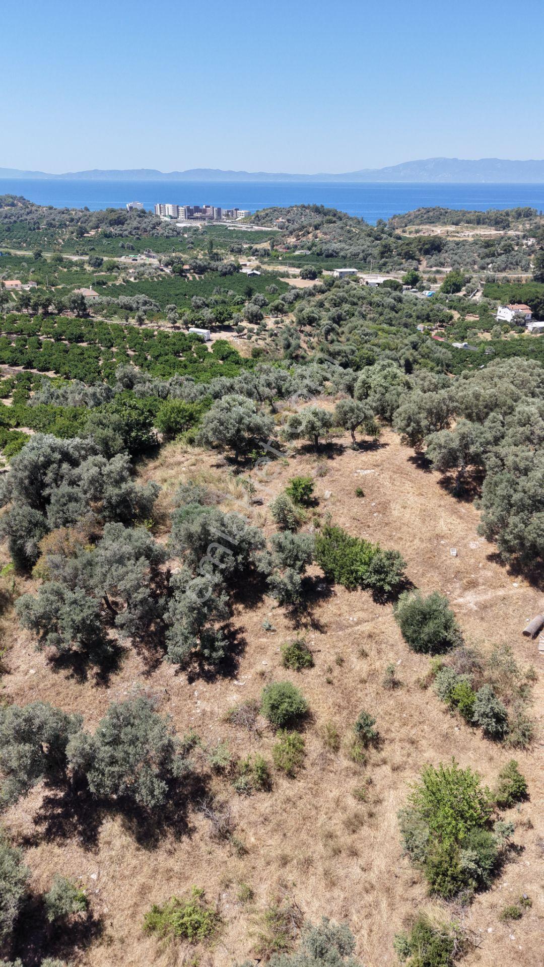 İzmir Özderede Satılık Deniz Manzaralı Tektapu 1.961 M2 Yatırımlık Bahçe - Görsel 25