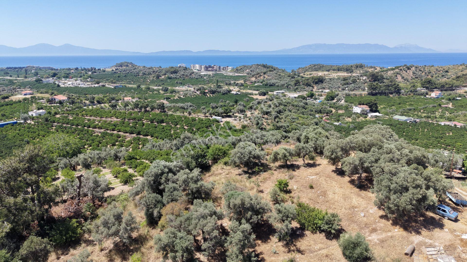 İzmir Özderede Satılık Deniz Manzaralı Tektapu 1.961 M2 Yatırımlık Bahçe - Görsel 12