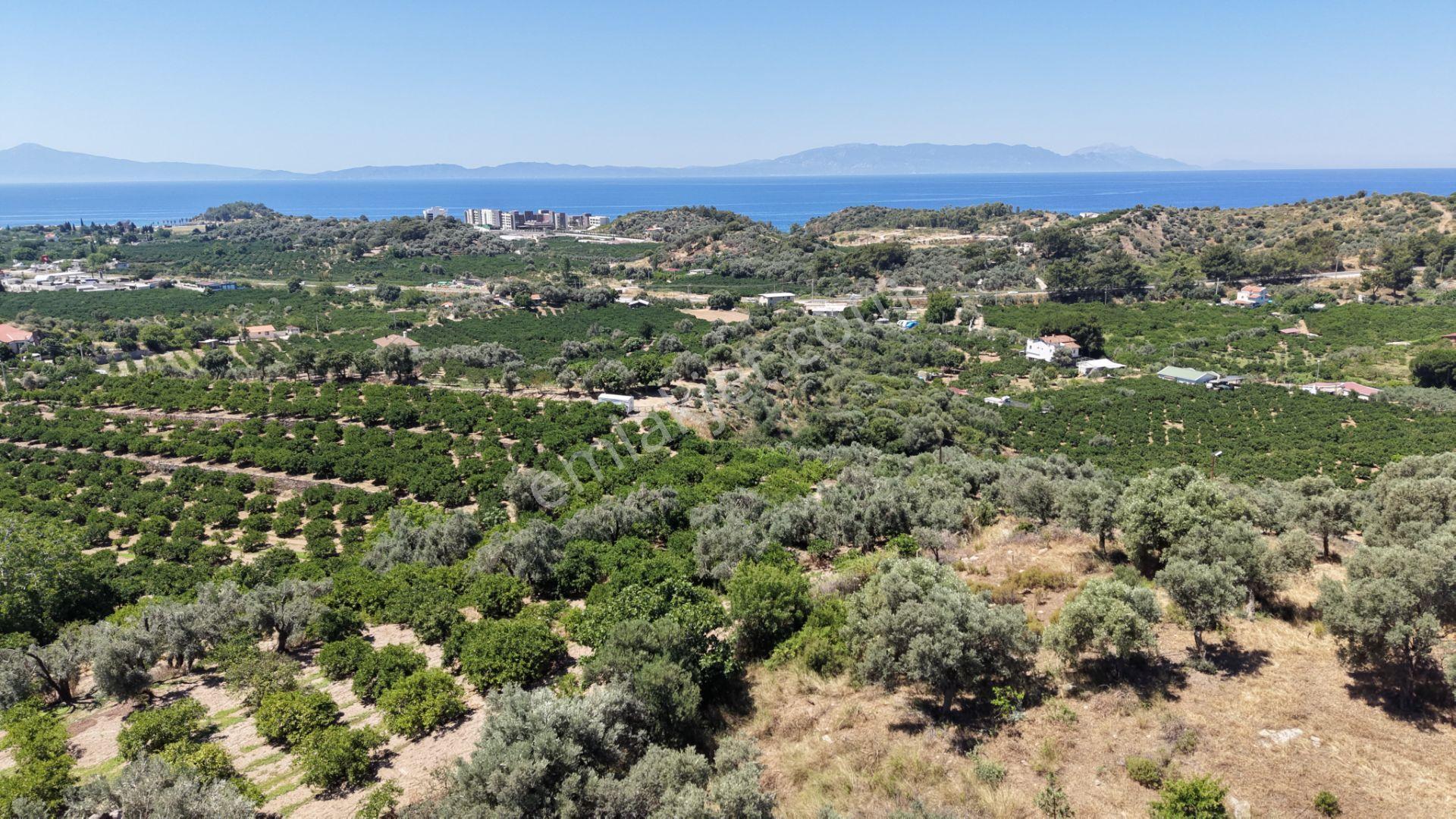 İzmir Özderede Satılık Deniz Manzaralı Tektapu 1.961 M2 Yatırımlık Bahçe - Görsel 9