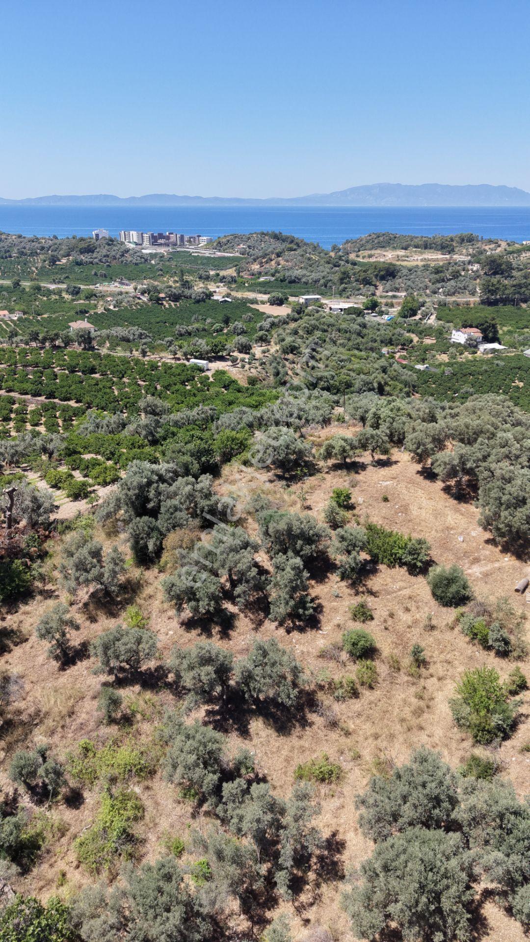 İzmir Özderede Satılık Deniz Manzaralı Tektapu 1.961 M2 Yatırımlık Bahçe - Görsel 20