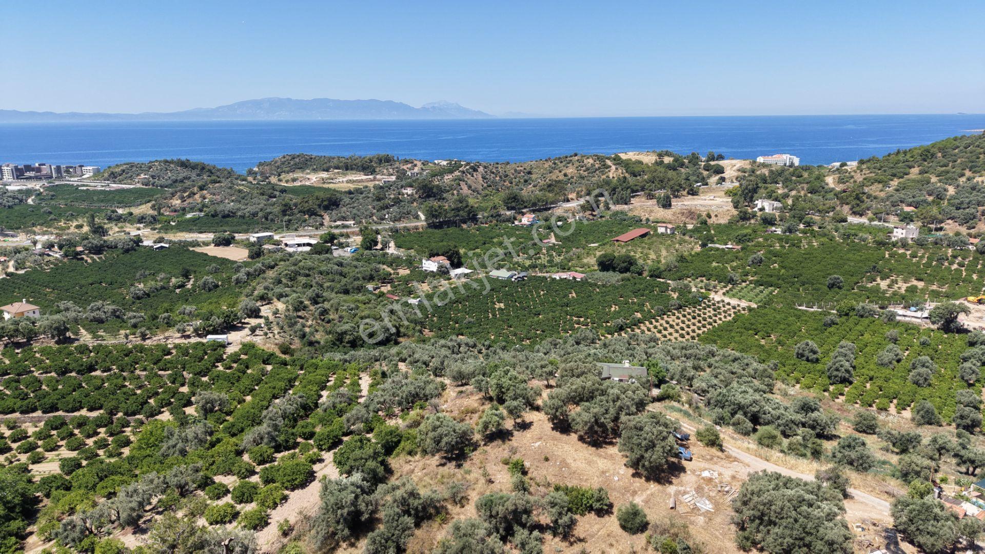 İzmir Özderede Satılık Deniz Manzaralı Tektapu 1.961 M2 Yatırımlık Bahçe - Görsel 6