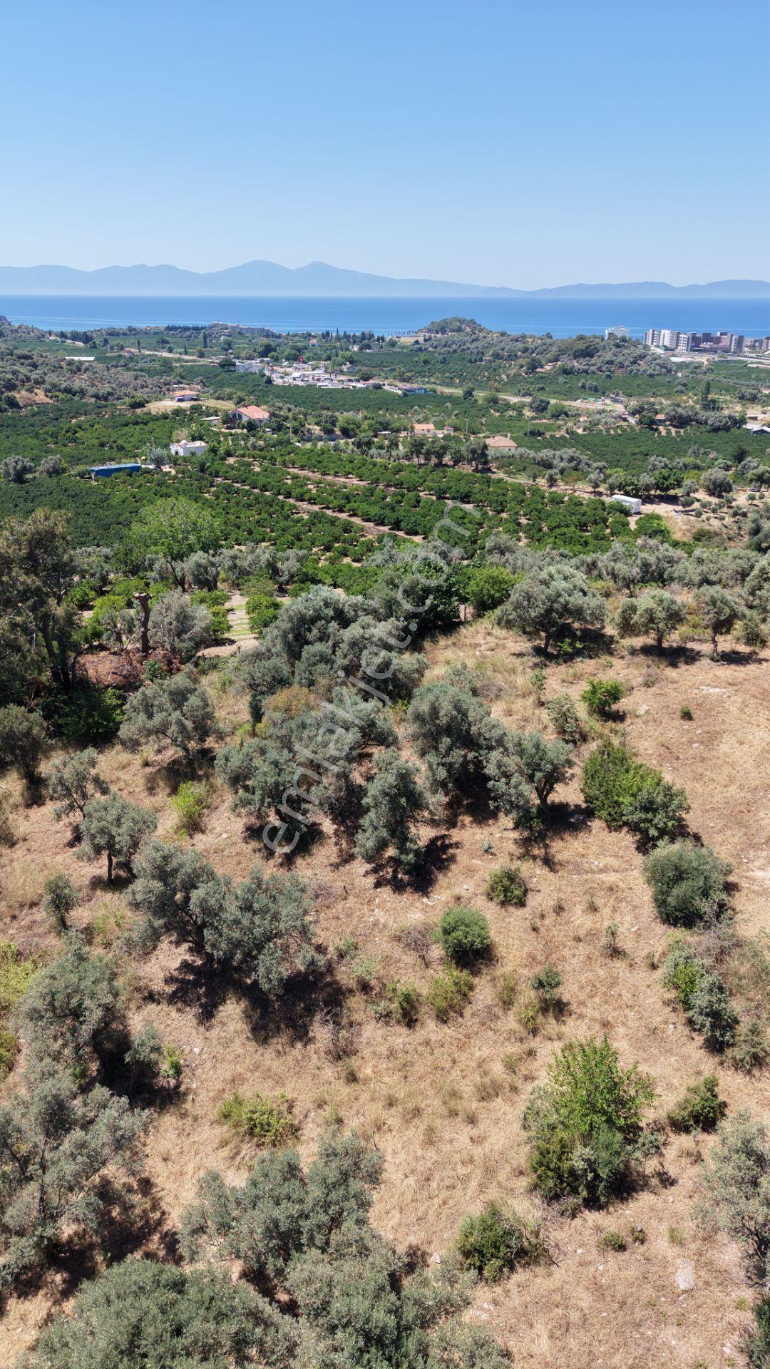 İzmir Özderede Satılık Deniz Manzaralı Tektapu 1.961 M2 Yatırımlık Bahçe - Görsel 26
