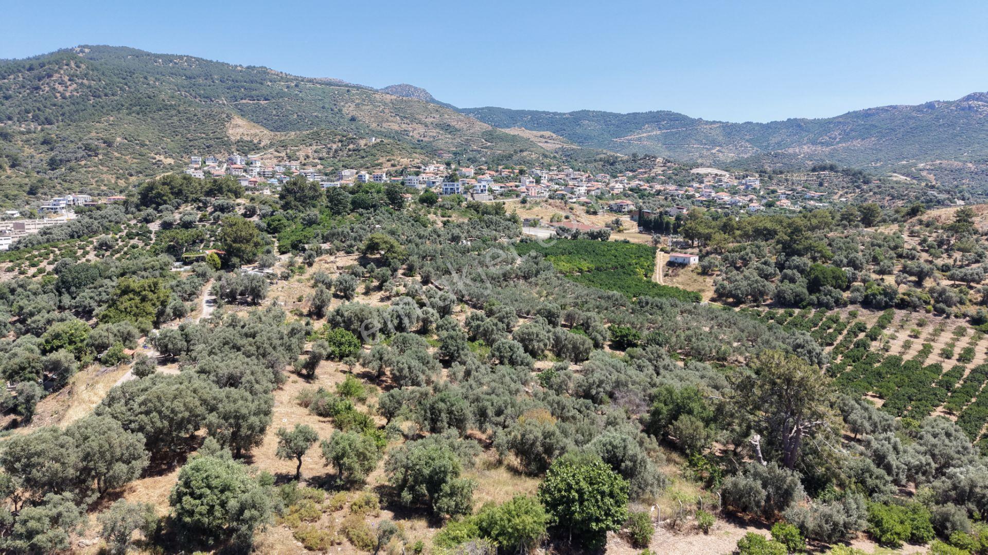 İzmir Özderede Satılık Deniz Manzaralı Tektapu 1.961 M2 Yatırımlık Bahçe - Görsel 16