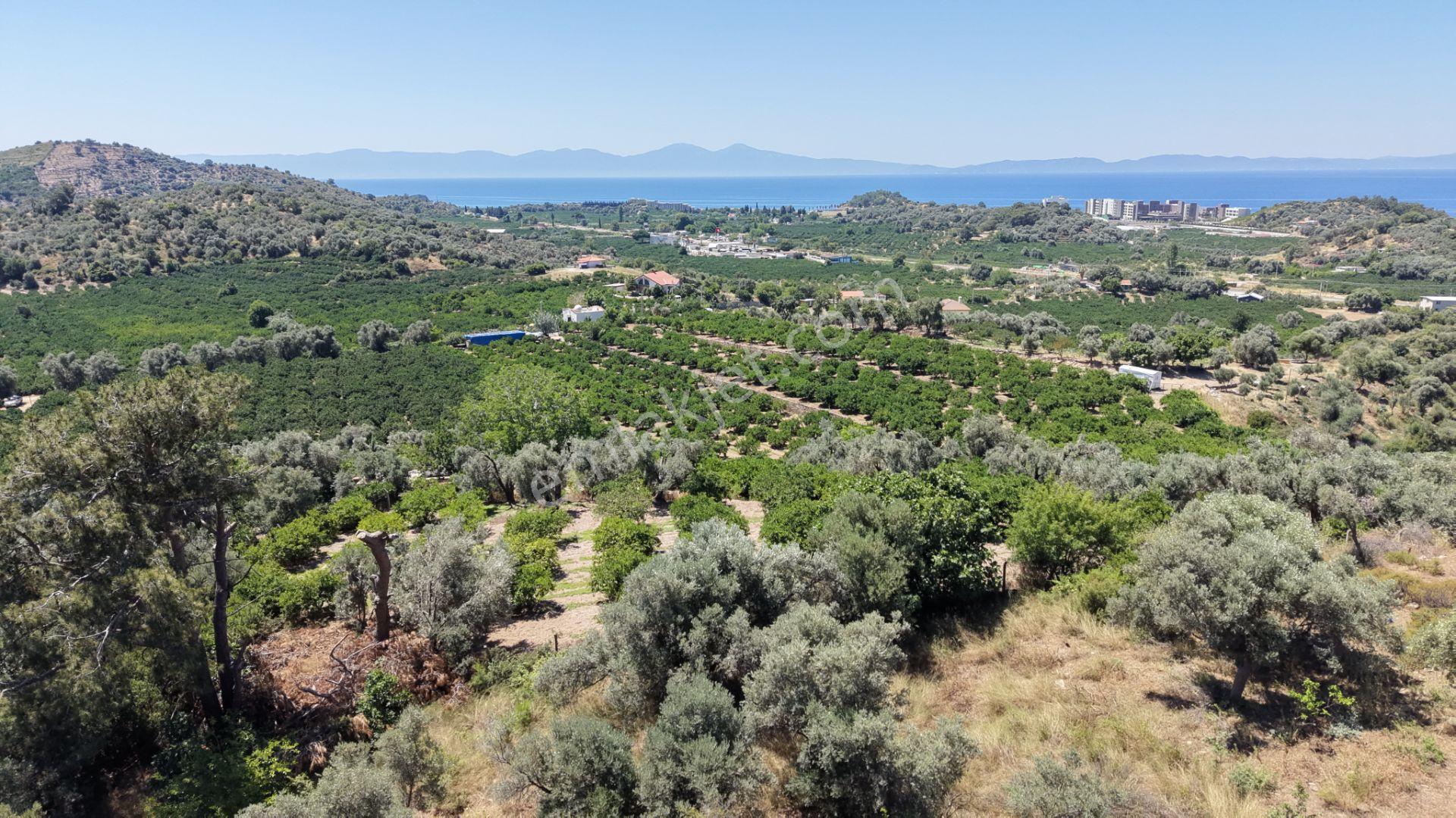 İzmir Özderede Satılık Deniz Manzaralı Tektapu 1.961 M2 Yatırımlık Bahçe - Görsel 11