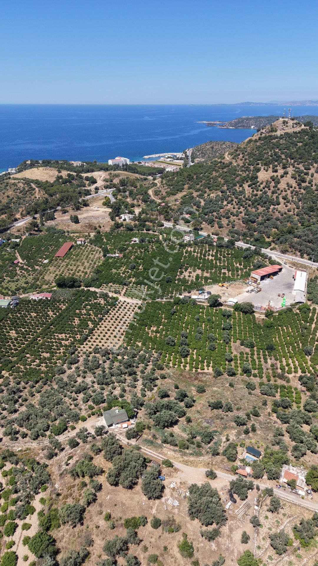 İzmir Özderede Satılık Deniz Manzaralı Tektapu 1.961 M2 Yatırımlık Bahçe - Görsel 24
