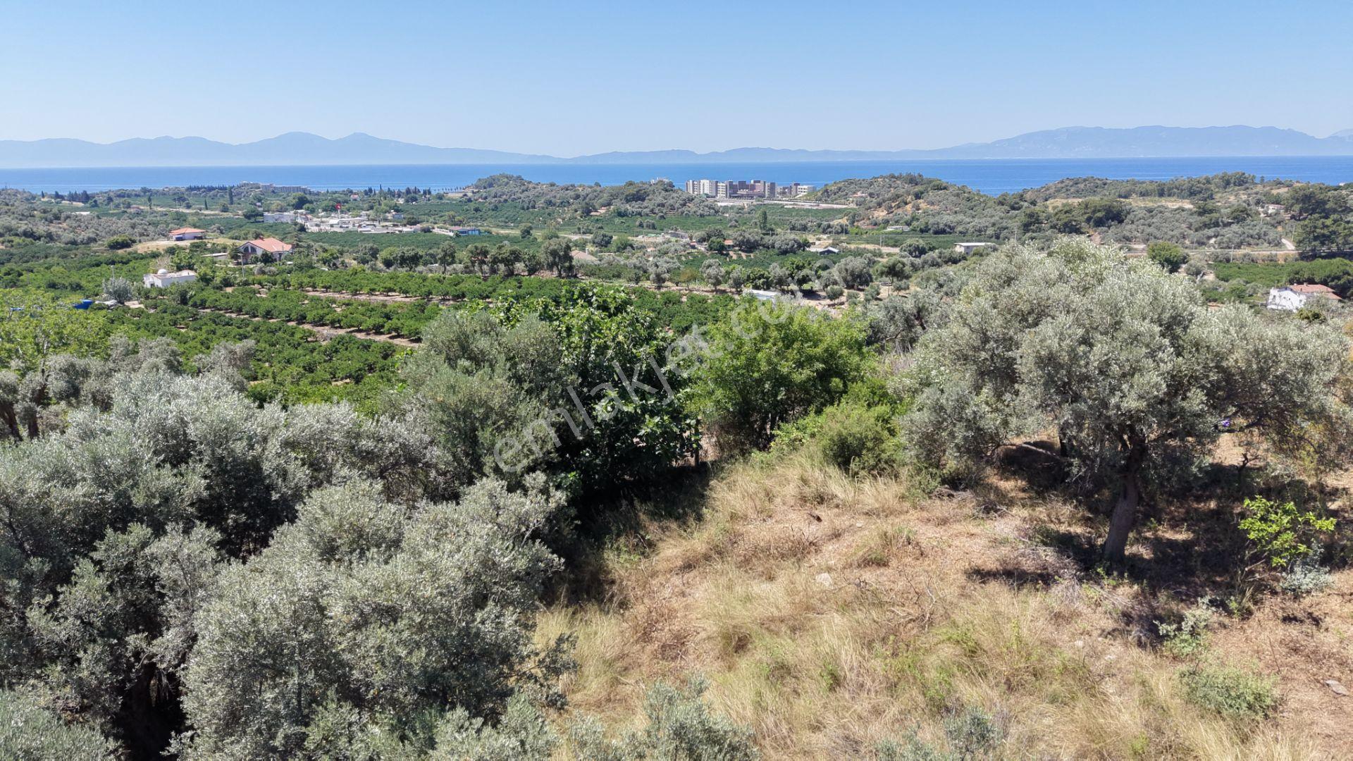 İzmir Özderede Satılık Deniz Manzaralı Tektapu 1.961 M2 Yatırımlık Bahçe - Görsel 10