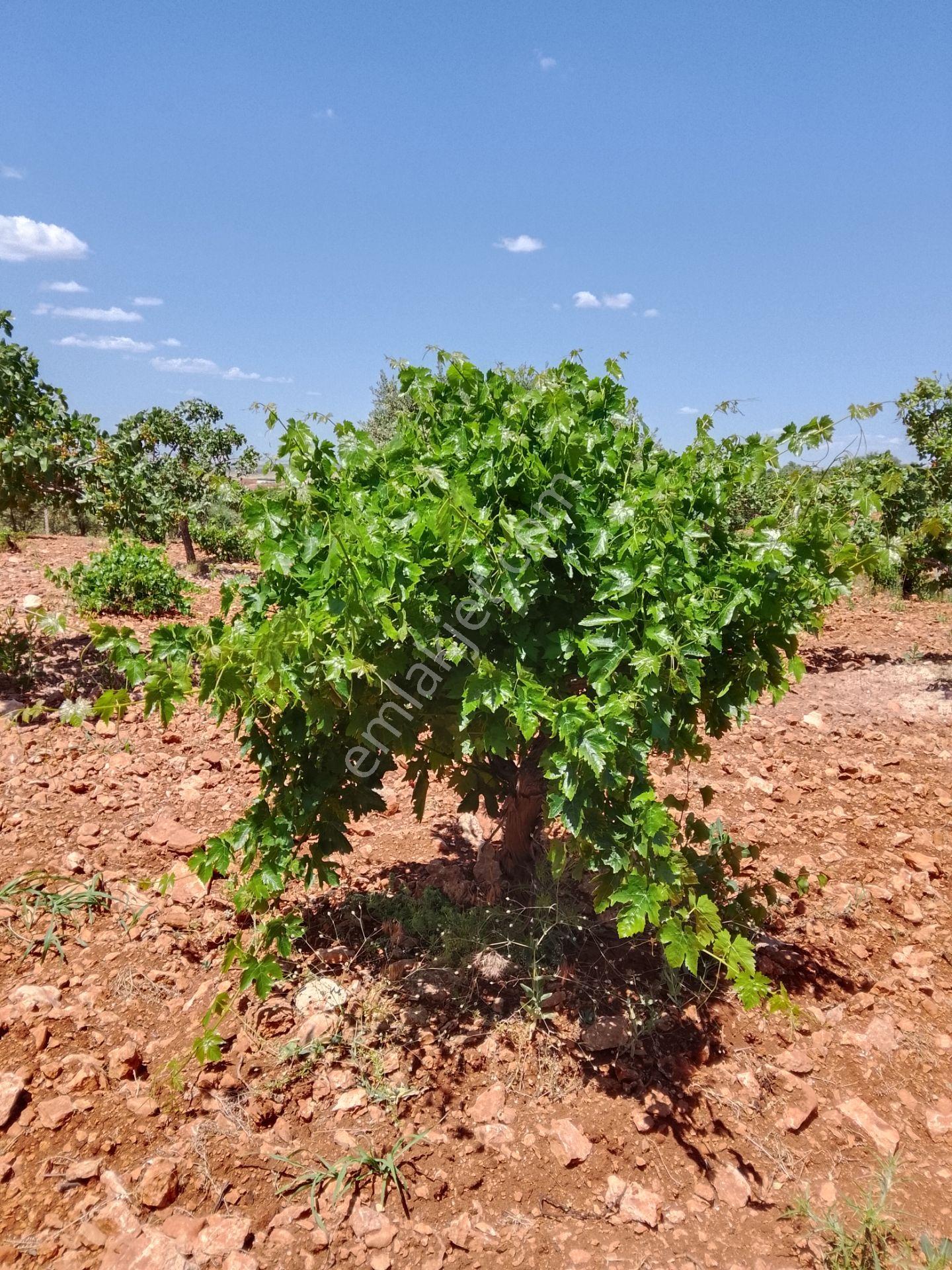 Sahibinden Satılık Zeytin Fıstık Bağ Bahçesi Etrafı Çevrili 6.250 Metre - Görsel 4
