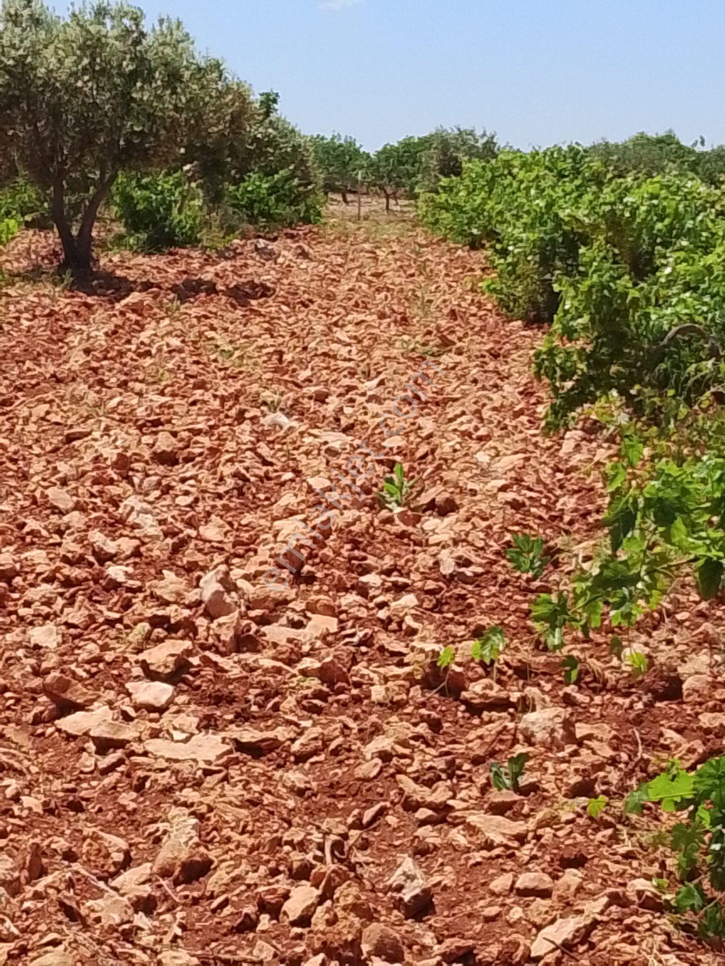 Sahibinden Satılık Zeytin Fıstık Bağ Bahçesi Etrafı Çevrili 6.250 Metre - Görsel 12