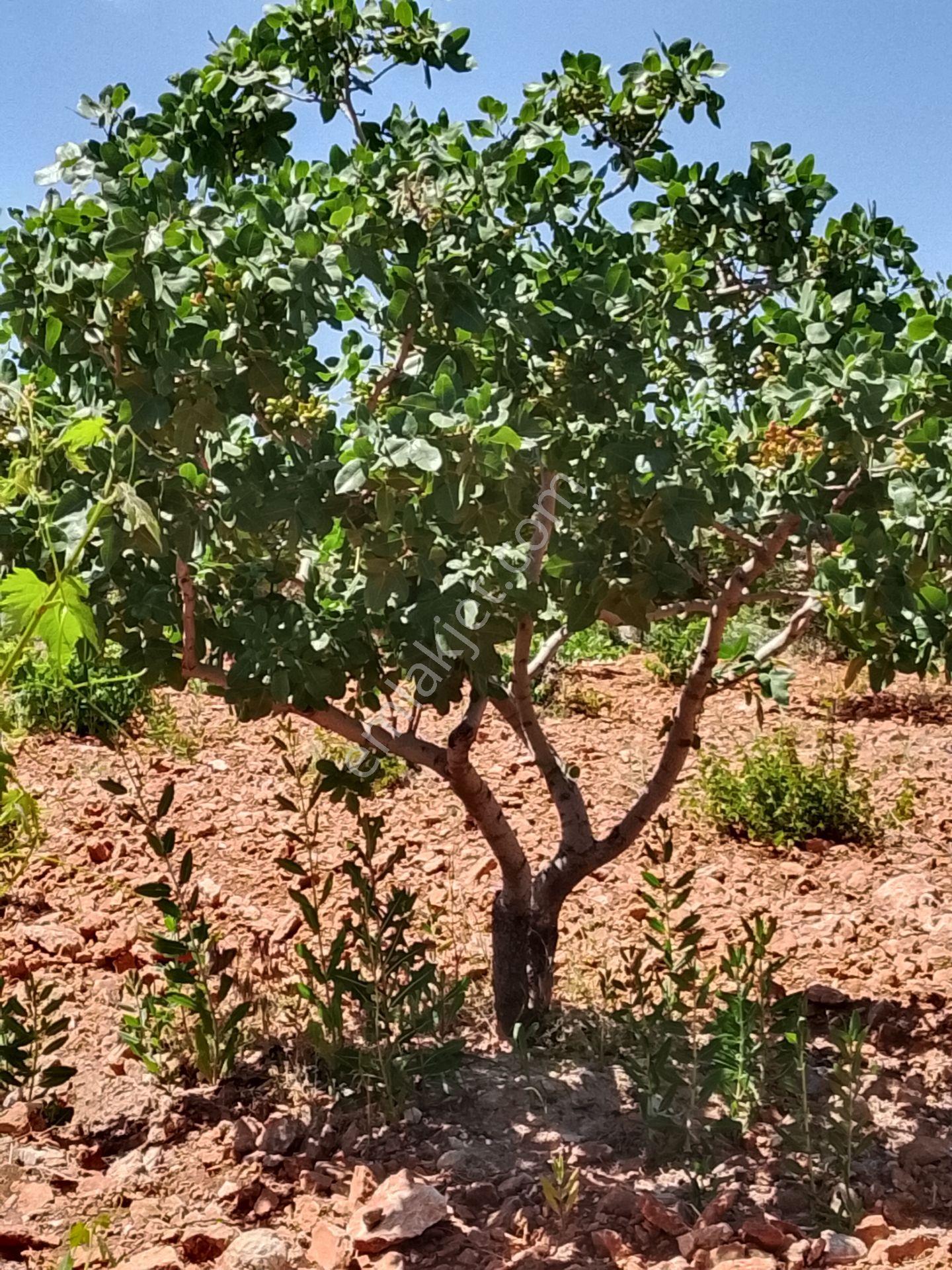 Sahibinden Satılık Zeytin Fıstık Bağ Bahçesi Etrafı Çevrili 6.250 Metre - Görsel 5