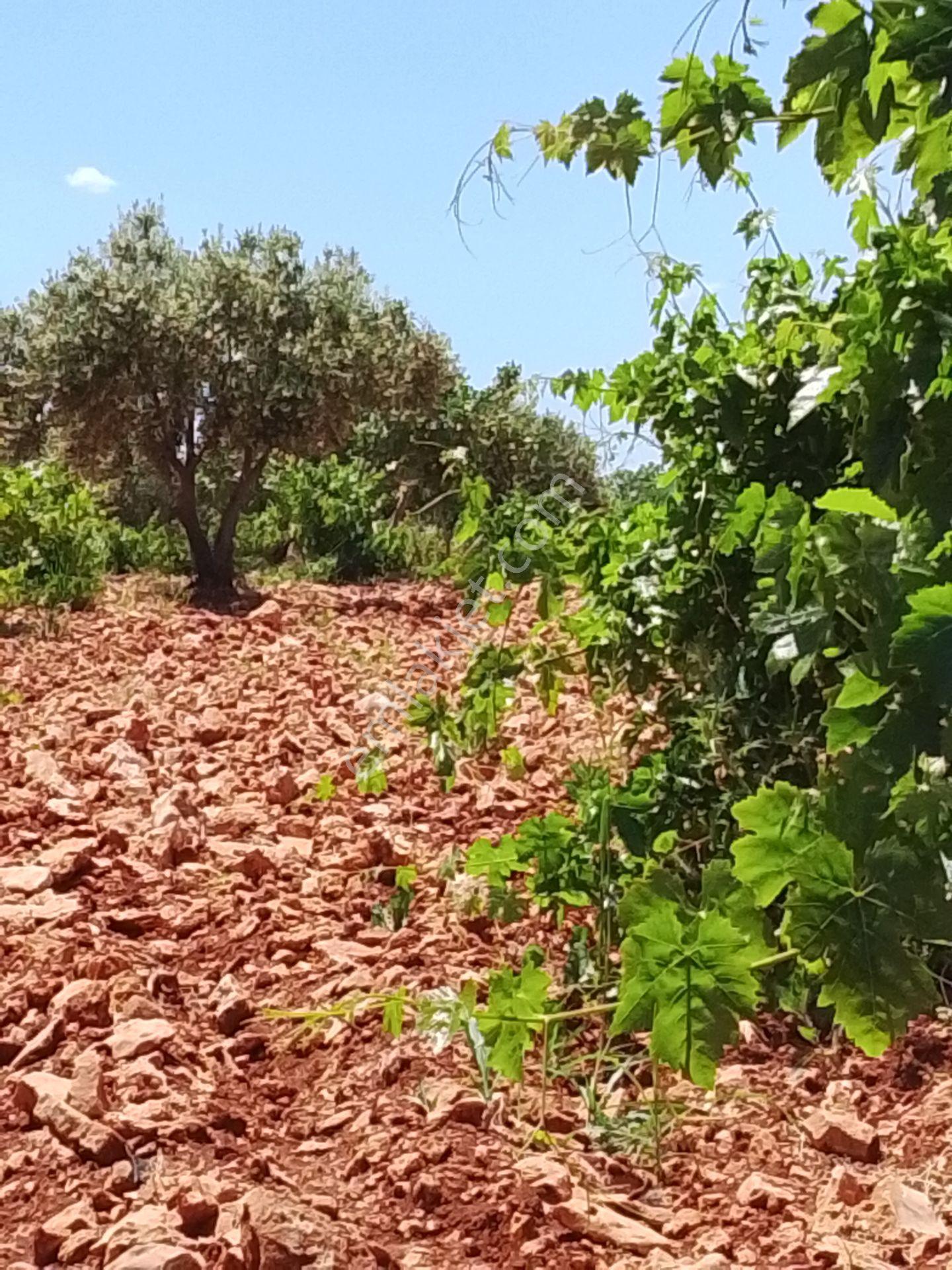 Sahibinden Satılık Zeytin Fıstık Bağ Bahçesi Etrafı Çevrili 6.250 Metre - Görsel 11