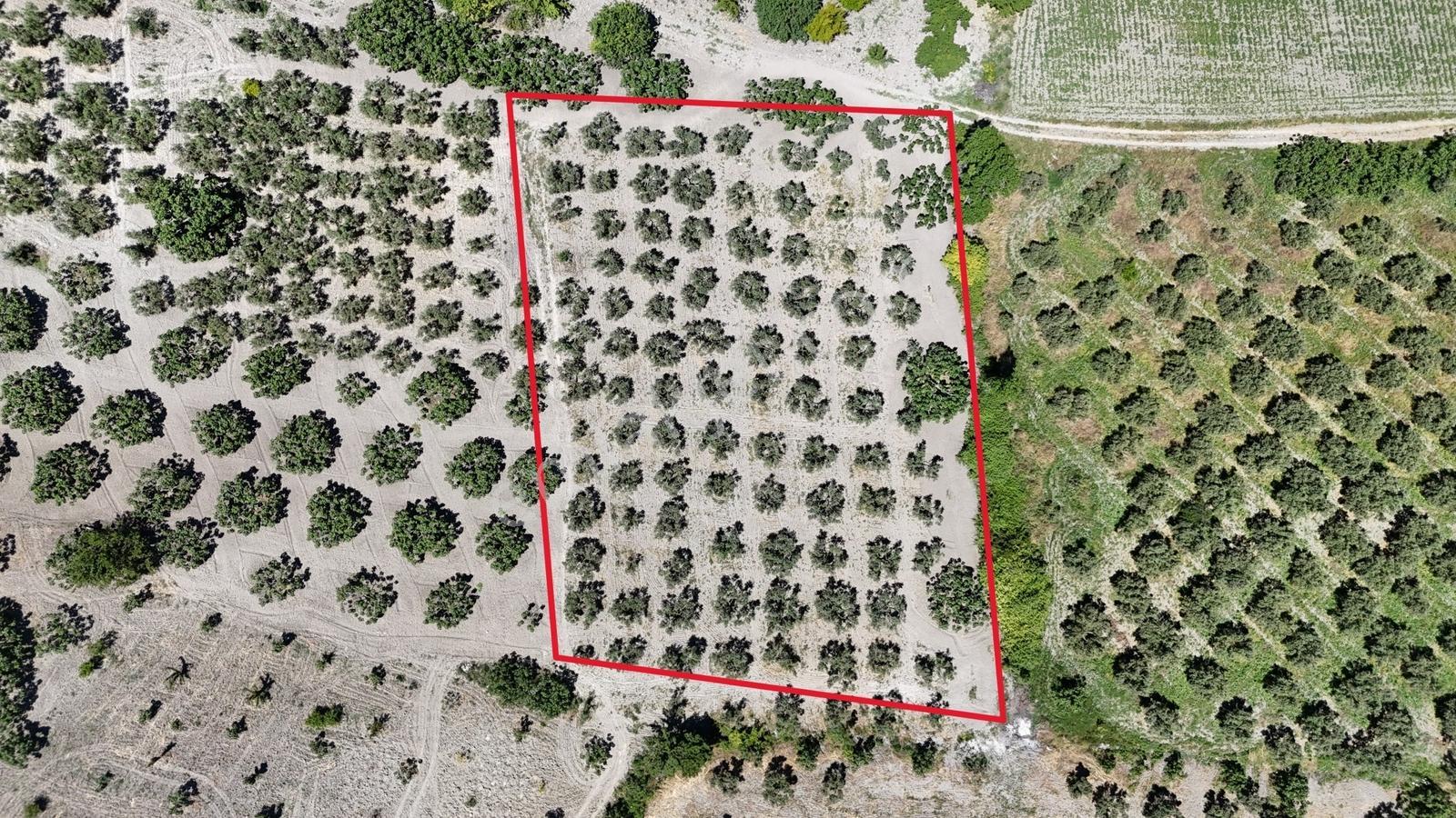 Çepni'de Asfalt Yola 150 Metre- Resmi Yola 1 Parsel Zeytinlik - Görsel 9