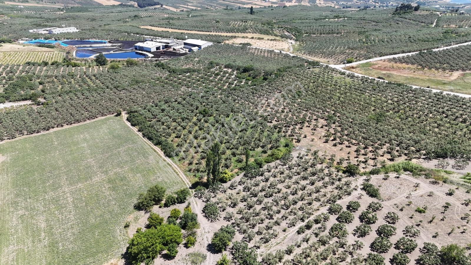 Çepni'de Asfalt Yola 150 Metre- Resmi Yola 1 Parsel Zeytinlik - Görsel 12