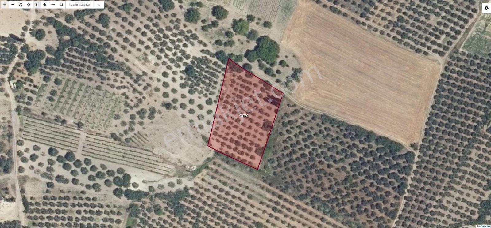 Çepni'de Asfalt Yola 150 Metre- Resmi Yola 1 Parsel Zeytinlik - Görsel 13