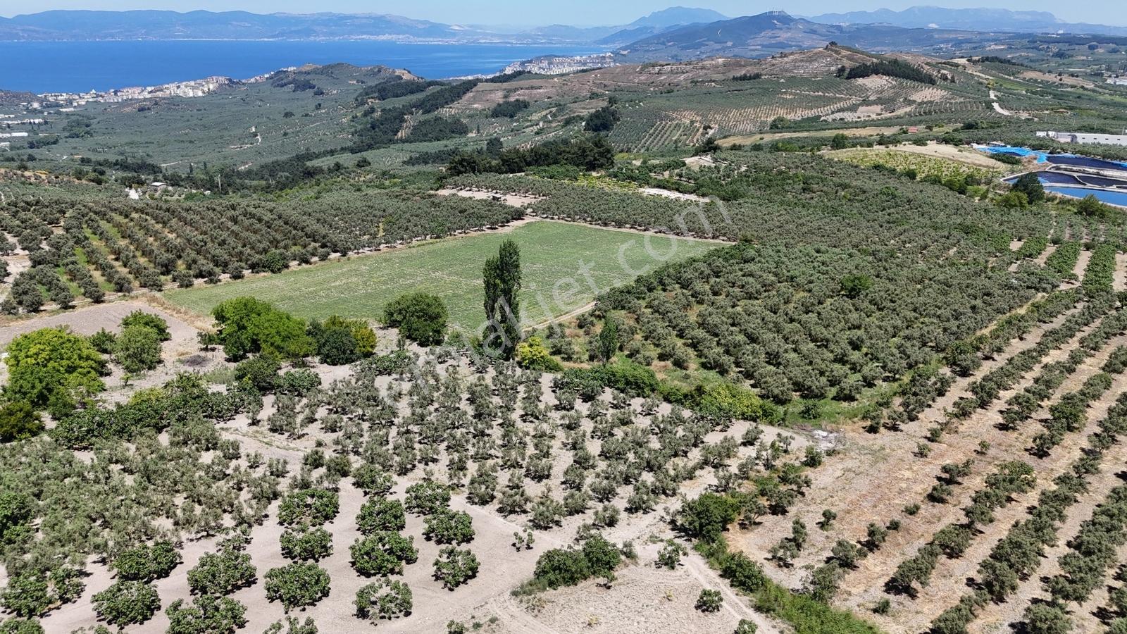 Çepni'de Asfalt Yola 150 Metre- Resmi Yola 1 Parsel Zeytinlik - Görsel 2