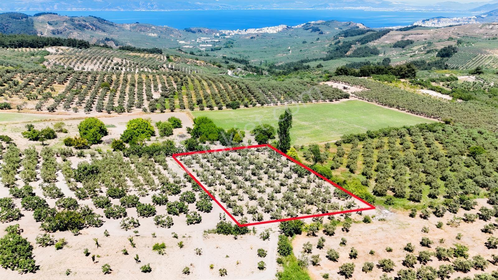 Çepni'de Asfalt Yola 150 Metre- Resmi Yola 1 Parsel Zeytinlik - Görsel 6