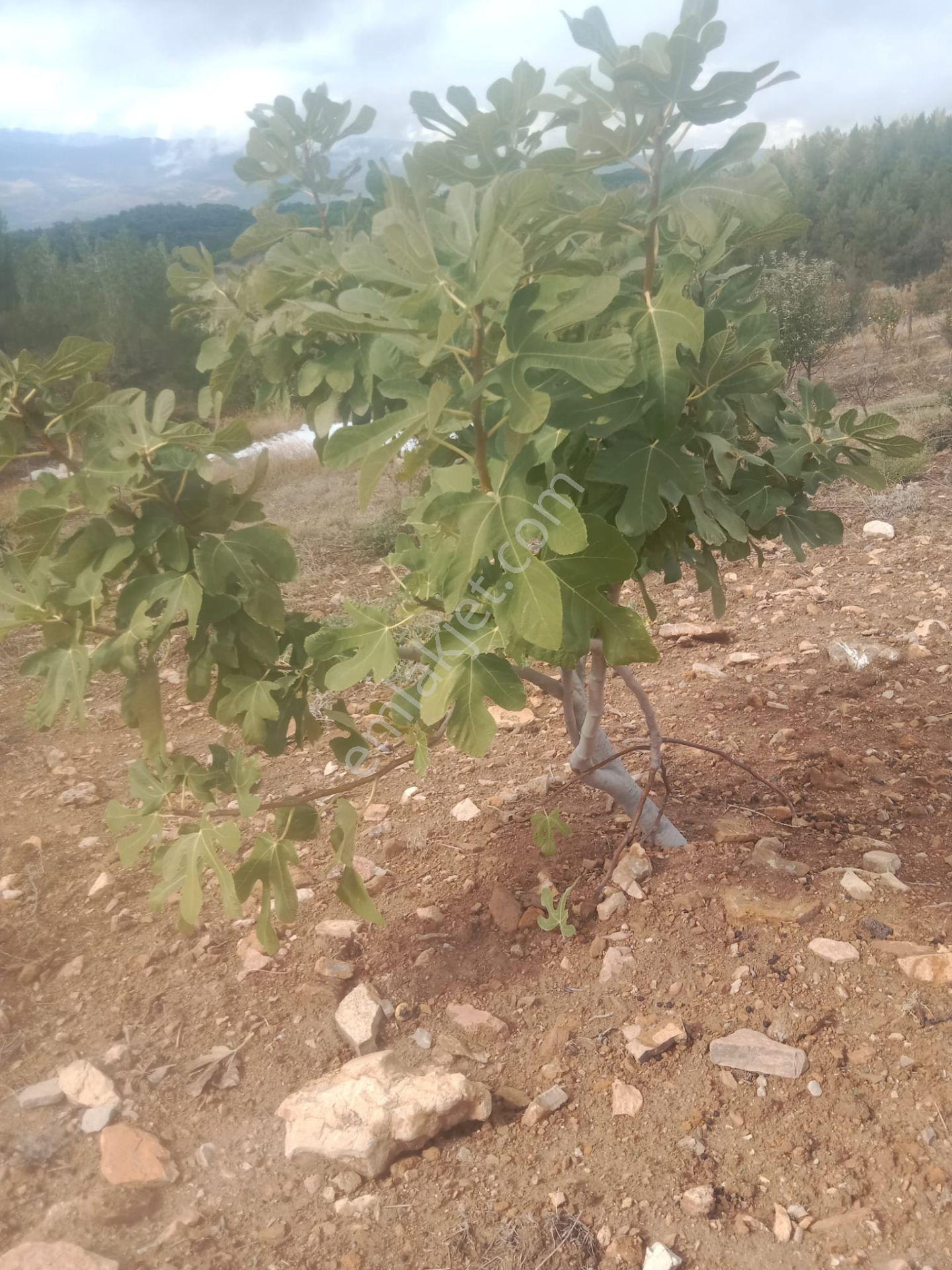 Bergama Alhatlı Köyü Satılık Tarla - Görsel 26