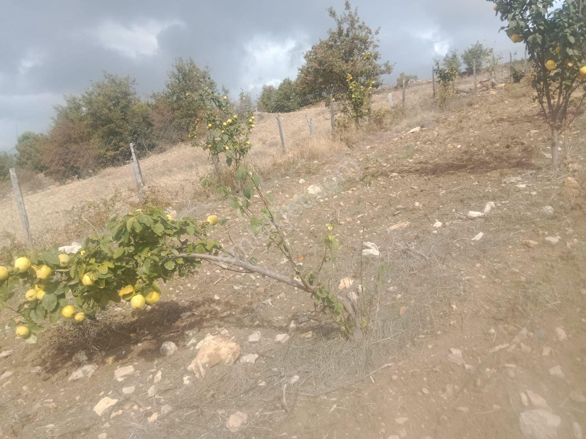Bergama Alhatlı Köyü Satılık Tarla - Görsel 20