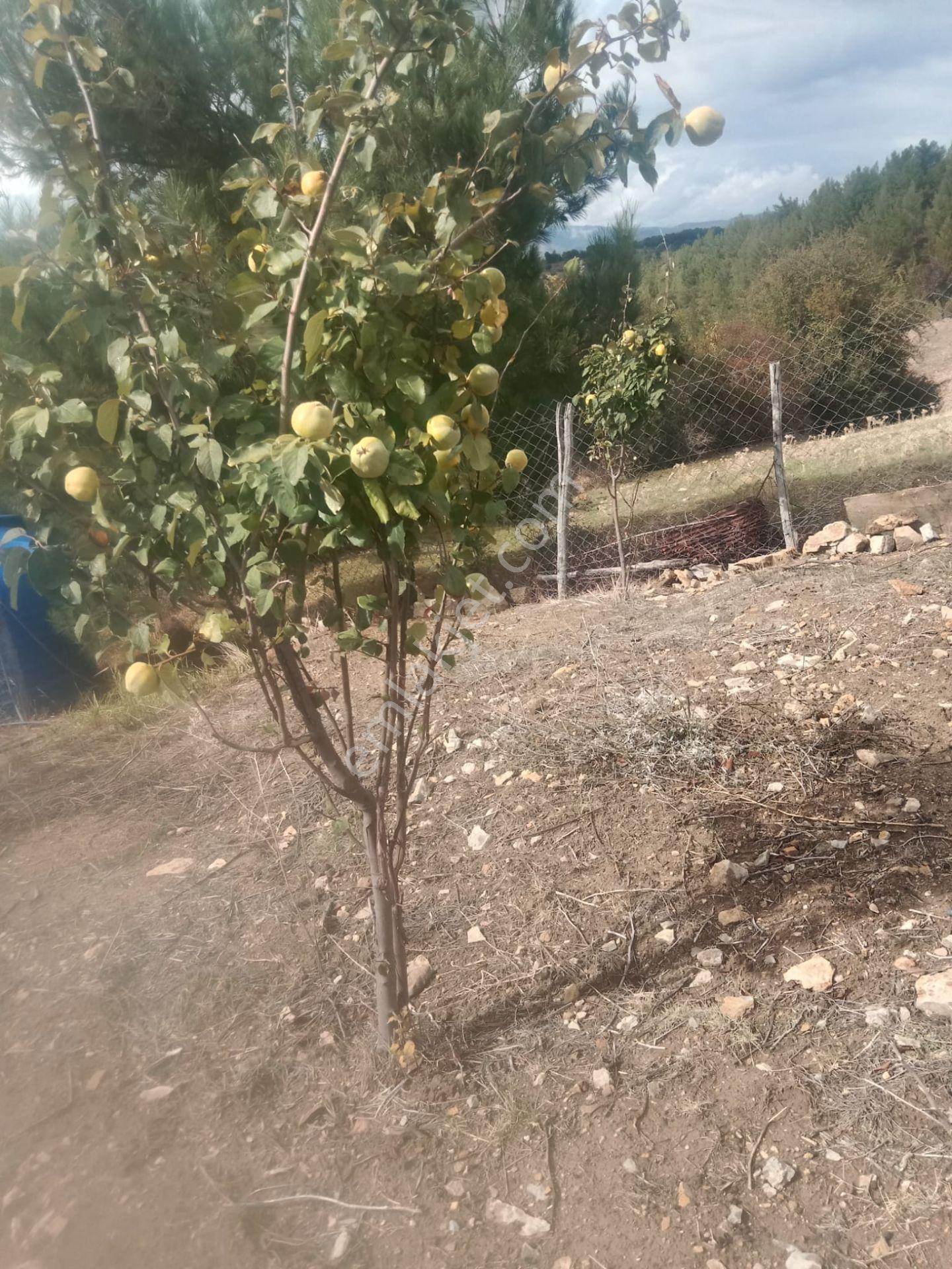 Bergama Alhatlı Köyü Satılık Tarla - Görsel 21