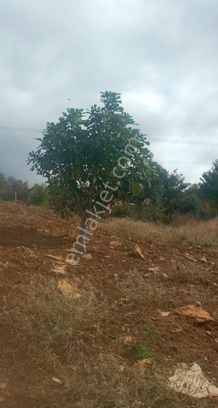 Bergama Alhatlı Köyü Satılık Tarla - Görsel 11