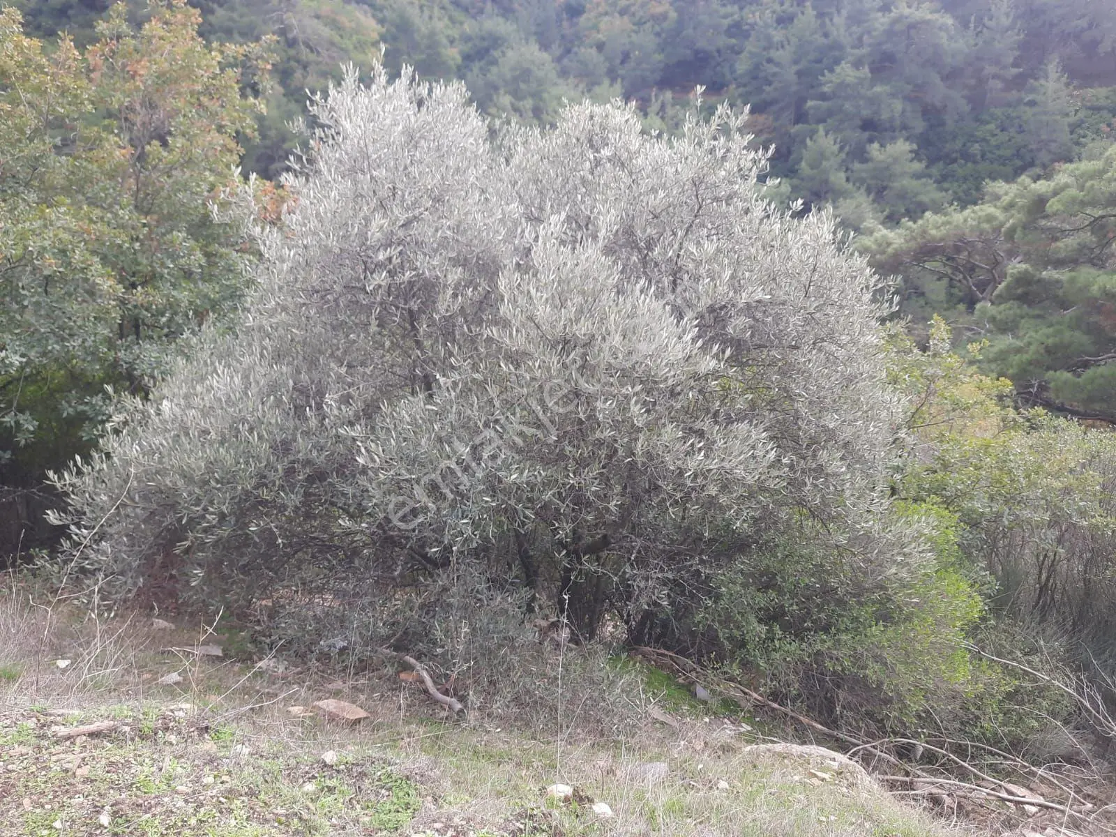 İzmir'de Kaçırılmayacak Yatırımlık Zeytinlik - Görsel 4