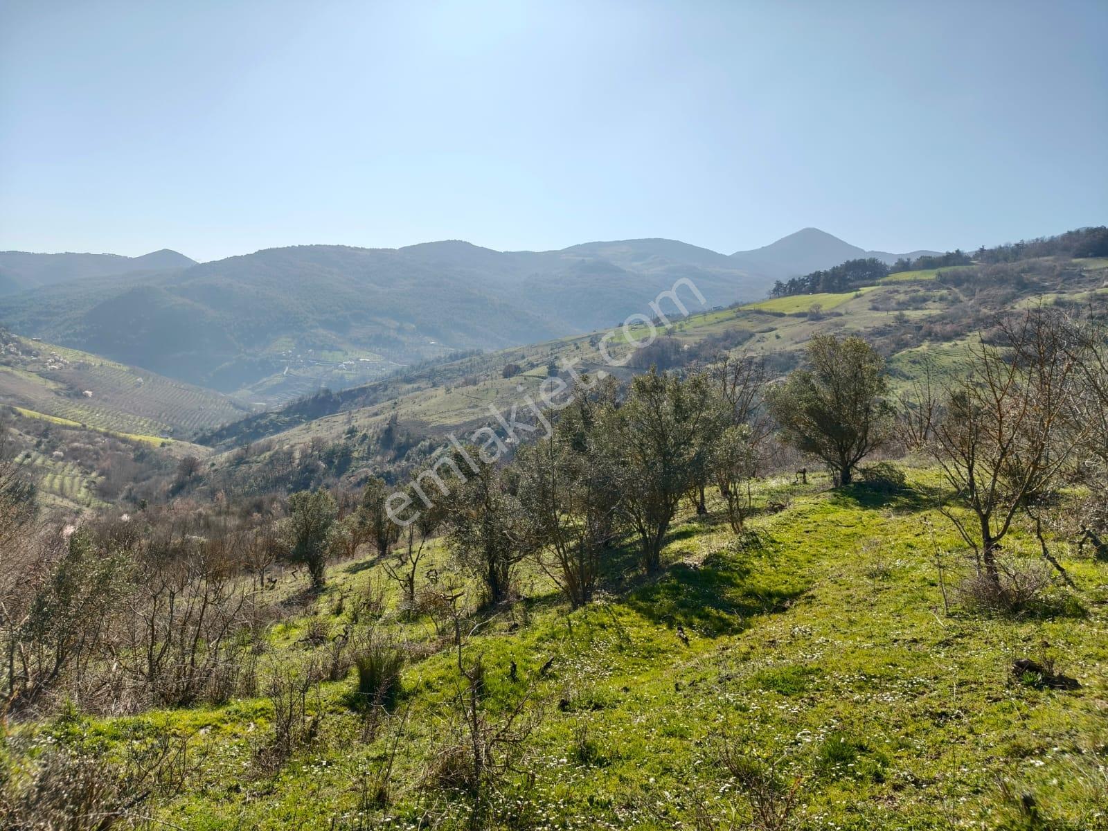 Remax Hür'den Geyve Akıncı Köyünde Satılık 3.949 M2 Bağ - Görsel 18