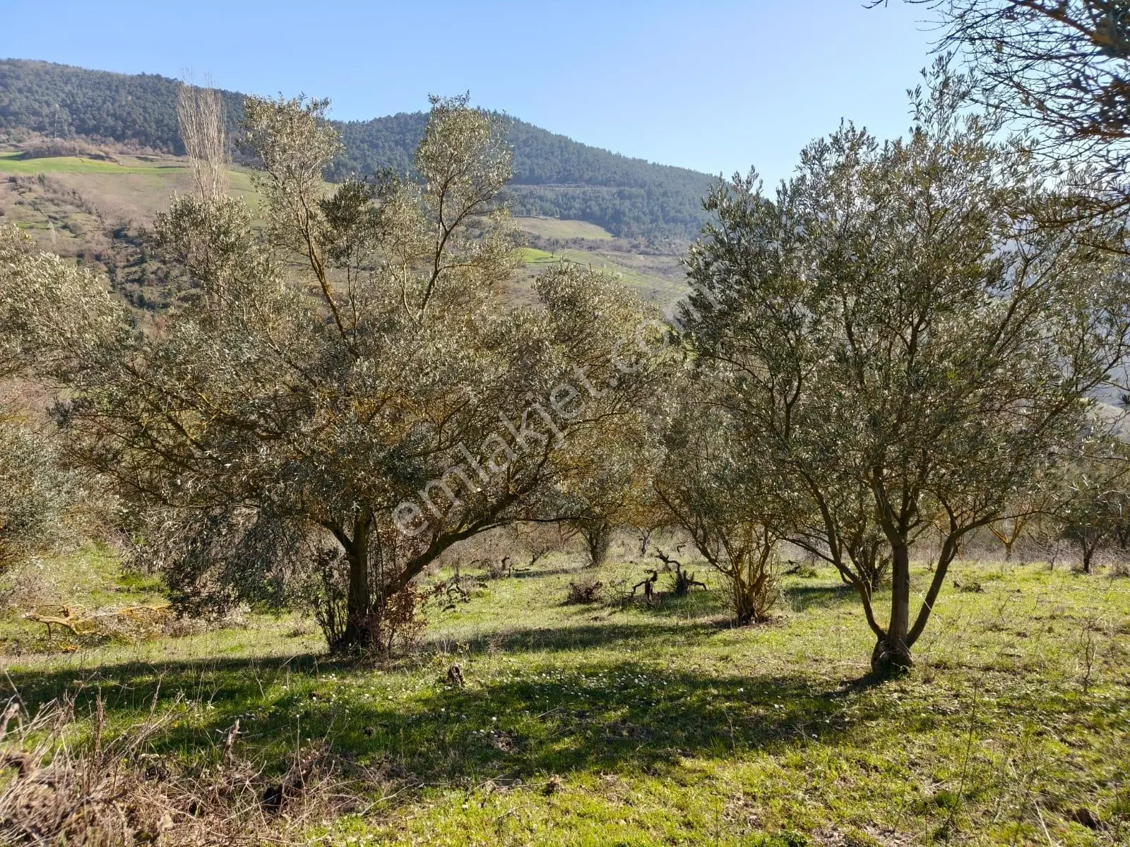 Remax Hür'den Geyve Akıncı Köyünde Satılık 3.949 M2 Bağ