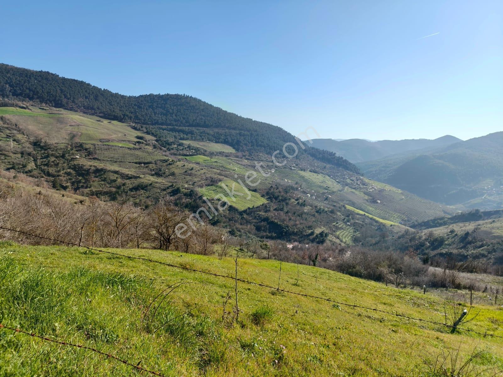 Remax Hür'den Geyve Akıncı Köyünde Satılık 3.949 M2 Bağ - Görsel 9