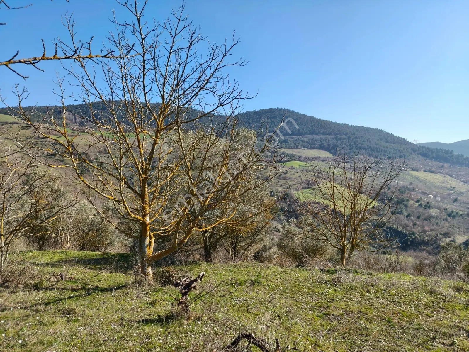 Remax Hür'den Geyve Akıncı Köyünde Satılık 3.949 M2 Bağ - Görsel 5