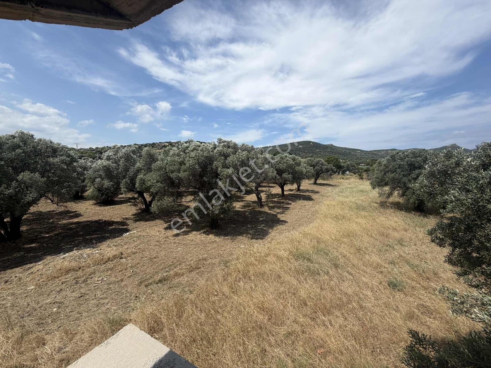 Foça Yenibağarasında 2.800 M² Arazi İçerisinde Satılık Taşınmaz - Görsel 31