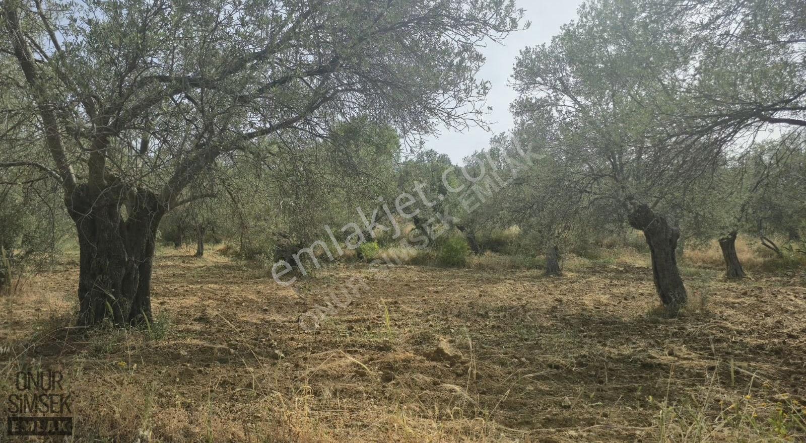Burhaniye Gömeç Karaagac Ta Yolu Suyu Olan Harika Zeytınlık