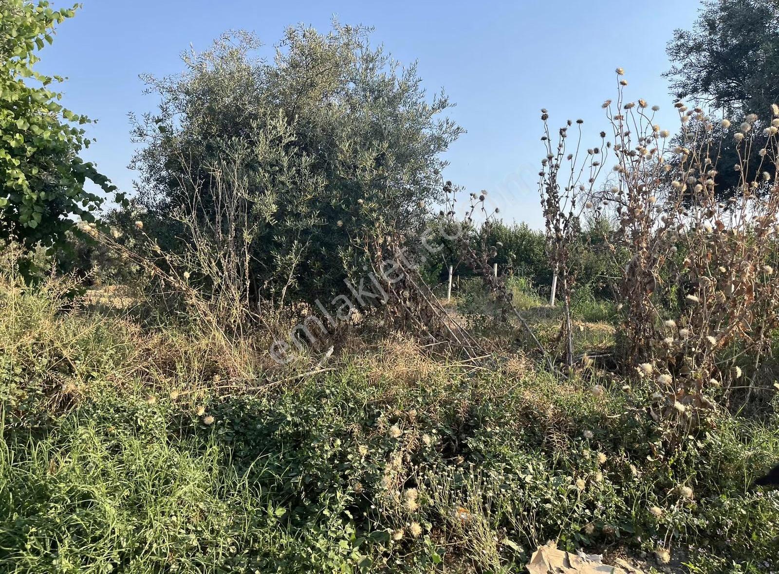 Evren Emlak Koşukırı Satılık Tarla - Görsel 3