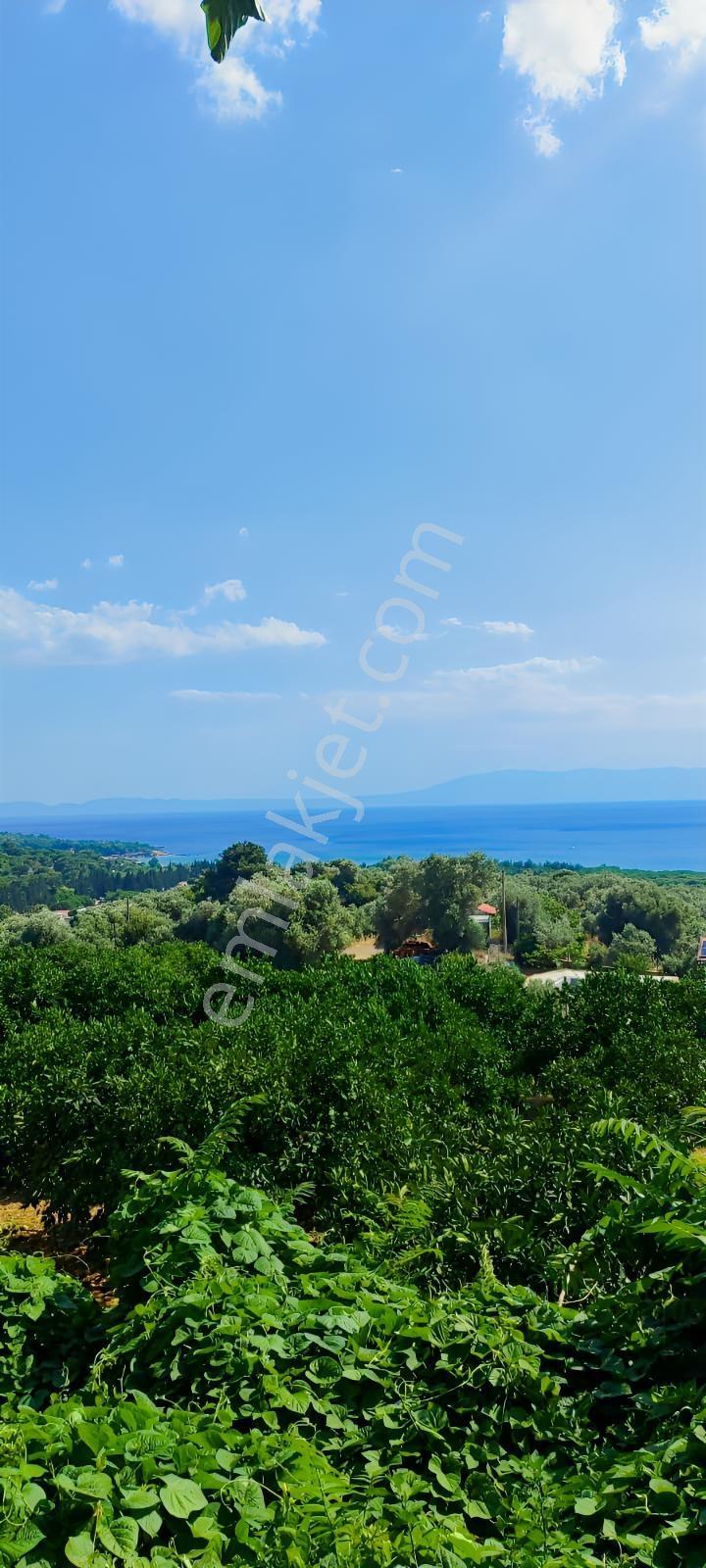 Özdere'de Panoramik Deniz Manzaralı Mandalin Bahçesi - Görsel 6