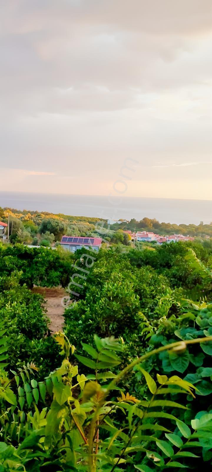 Özdere'de Panoramik Deniz Manzaralı Mandalin Bahçesi - Görsel 9