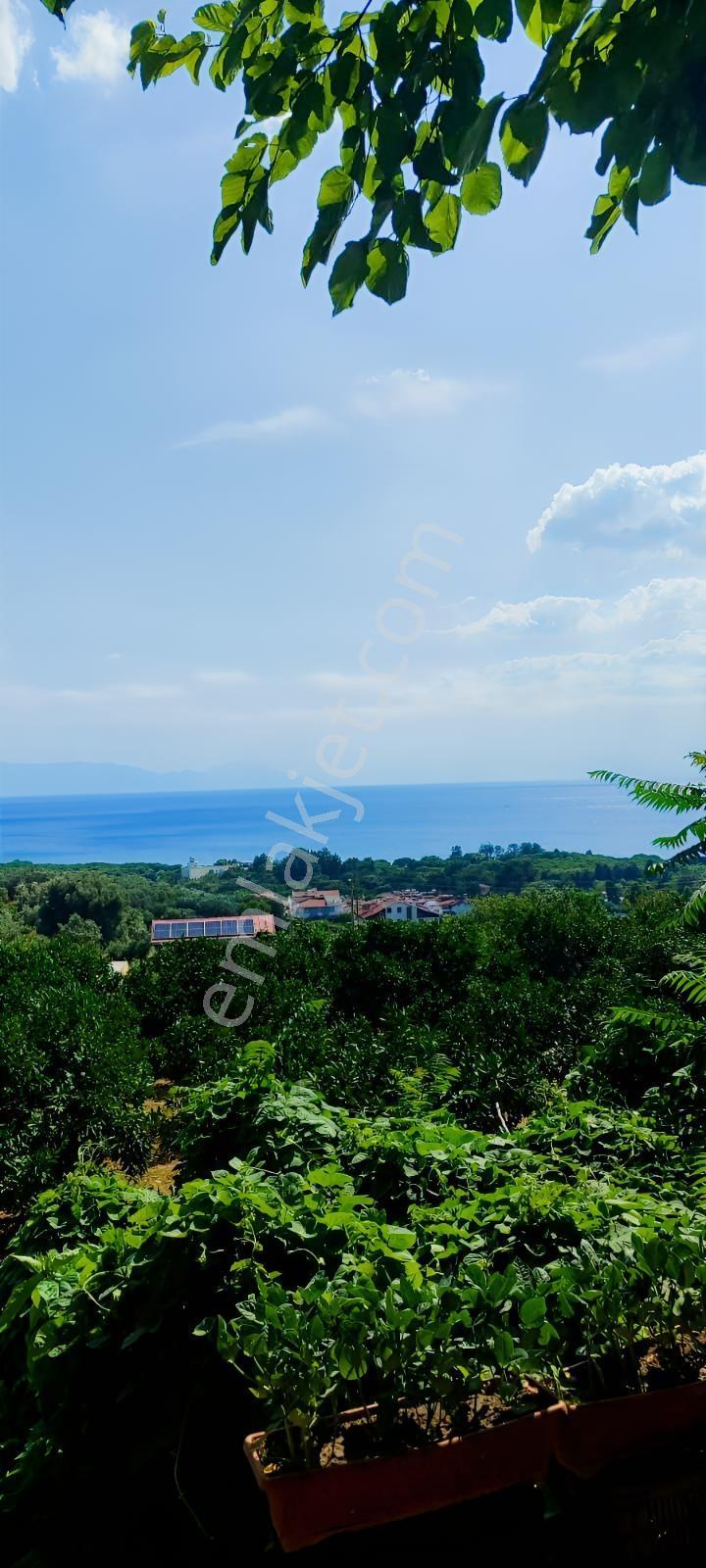Özdere'de Panoramik Deniz Manzaralı Mandalin Bahçesi - Görsel 13