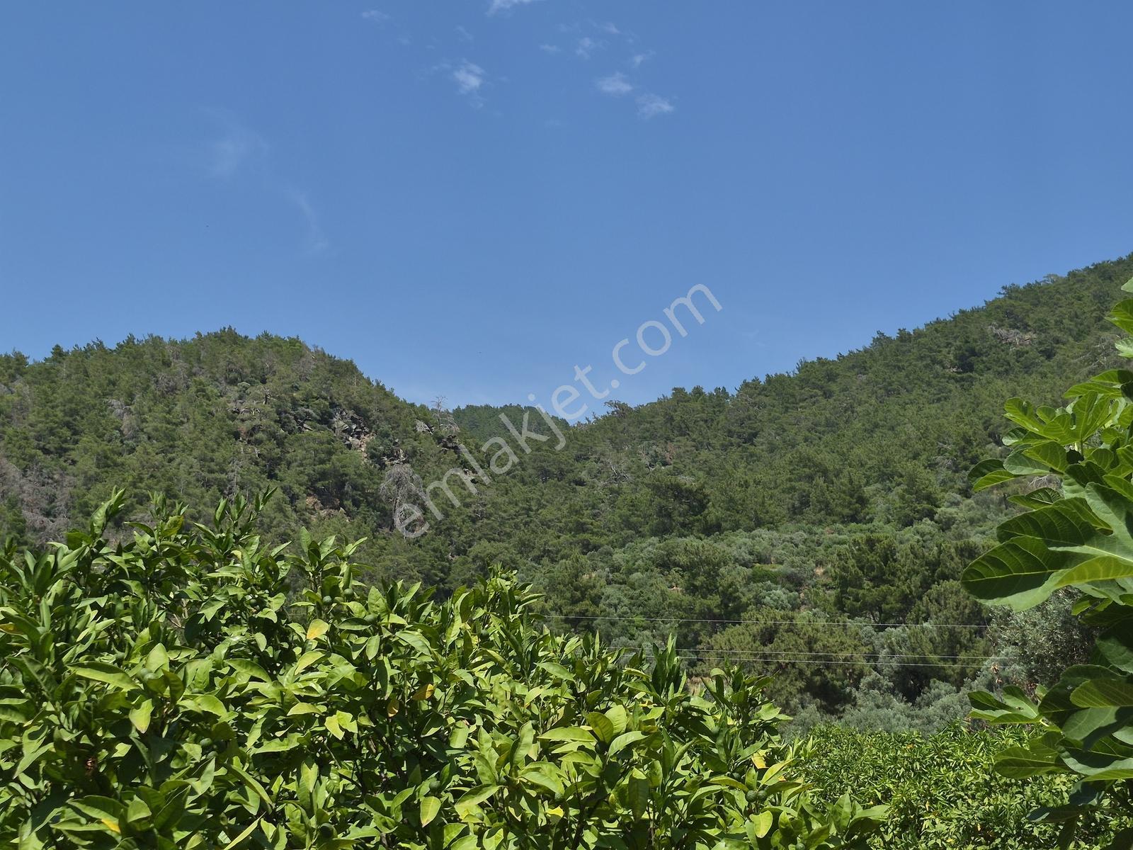 Özdere Orta Mahalle'de Deniz Manzaralı Mandalina Bahçesi - Görsel 9