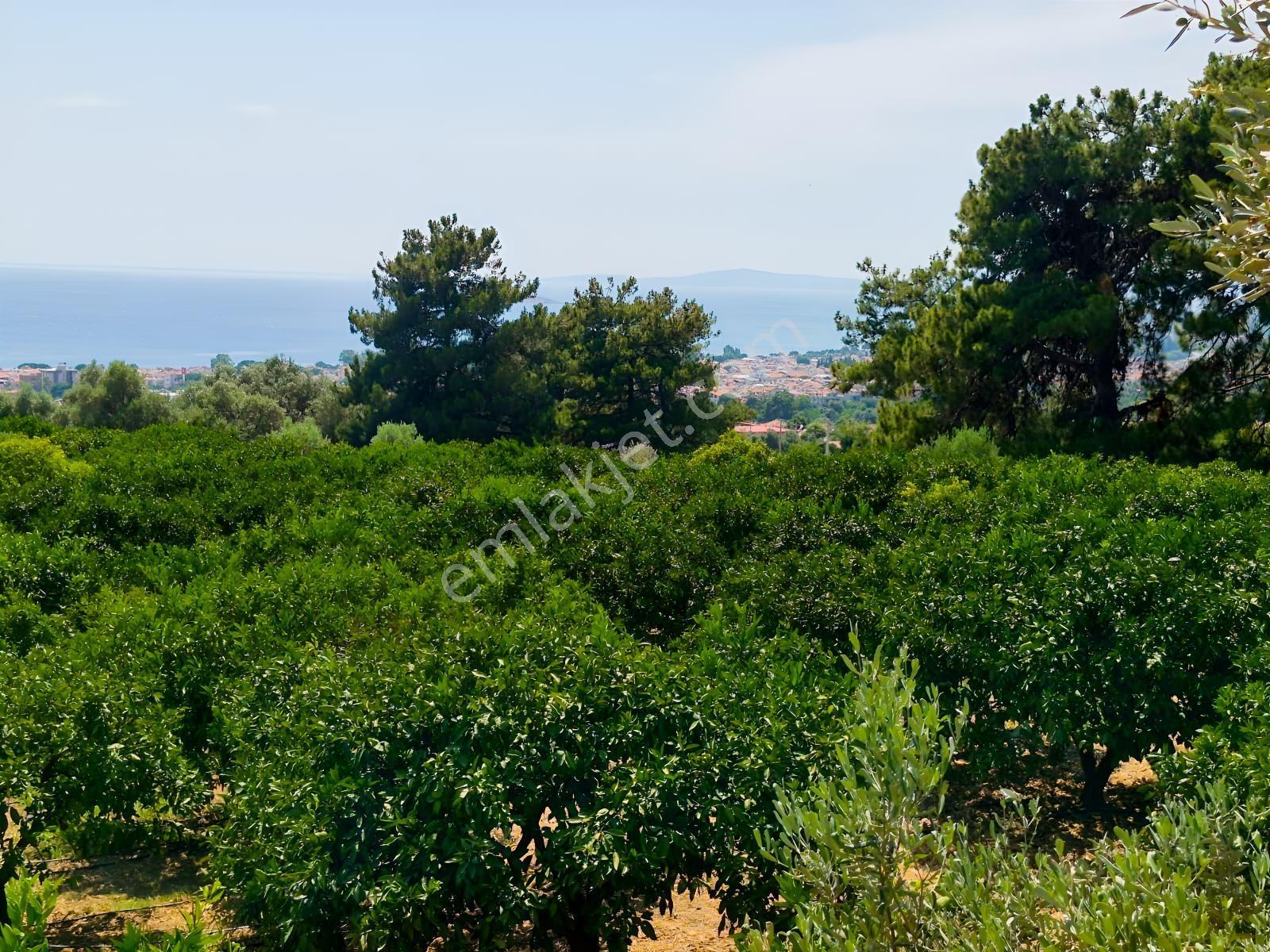 Özdere Orta Mahalle'de Deniz Manzaralı Mandalina Bahçesi - Görsel 15