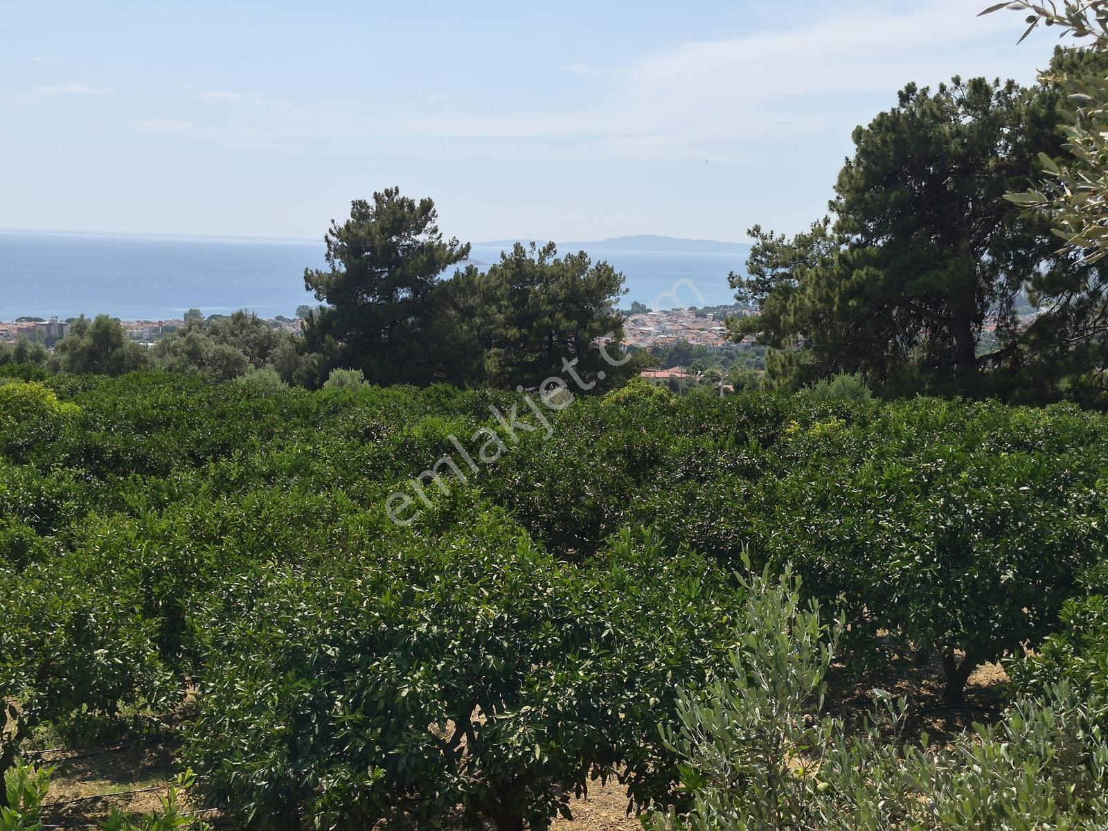 Özdere Orta Mahalle'de Deniz Manzaralı Mandalina Bahçesi - Görsel 4