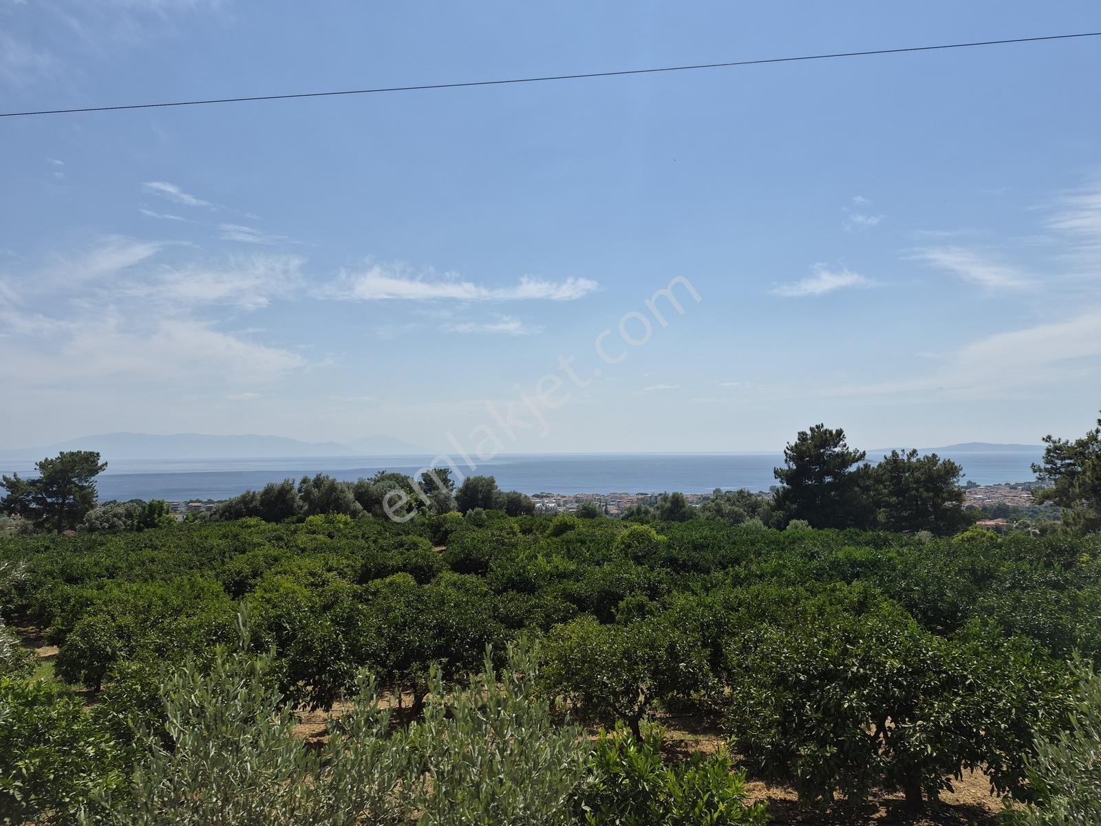Özdere Orta Mahalle'de Deniz Manzaralı Mandalina Bahçesi - Görsel 8