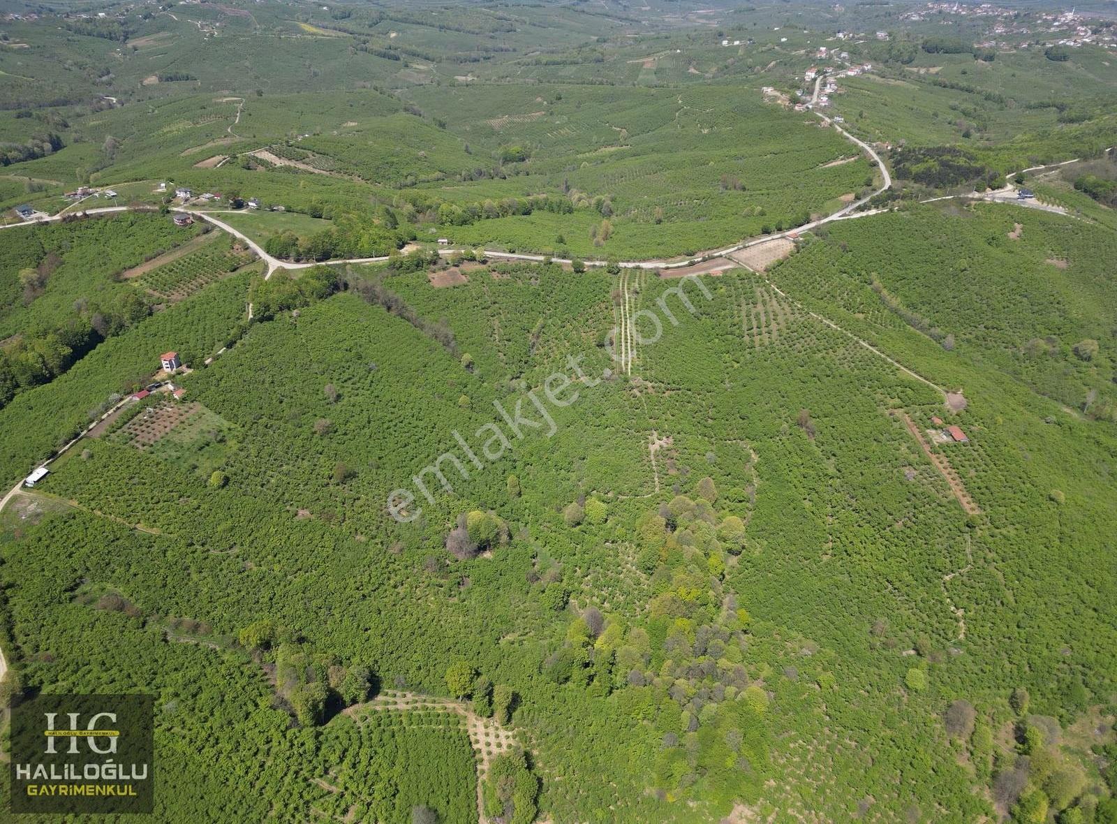 Emsalinden Çok Uygun 8826m2 Yetişkin Resmi Yollu Fındık Bahçesi