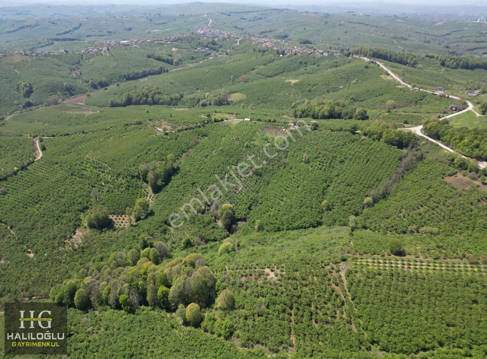 Emsalinden Çok Uygun 8826m2 Yetişkin Resmi Yollu Fındık Bahçesi - Görsel 9