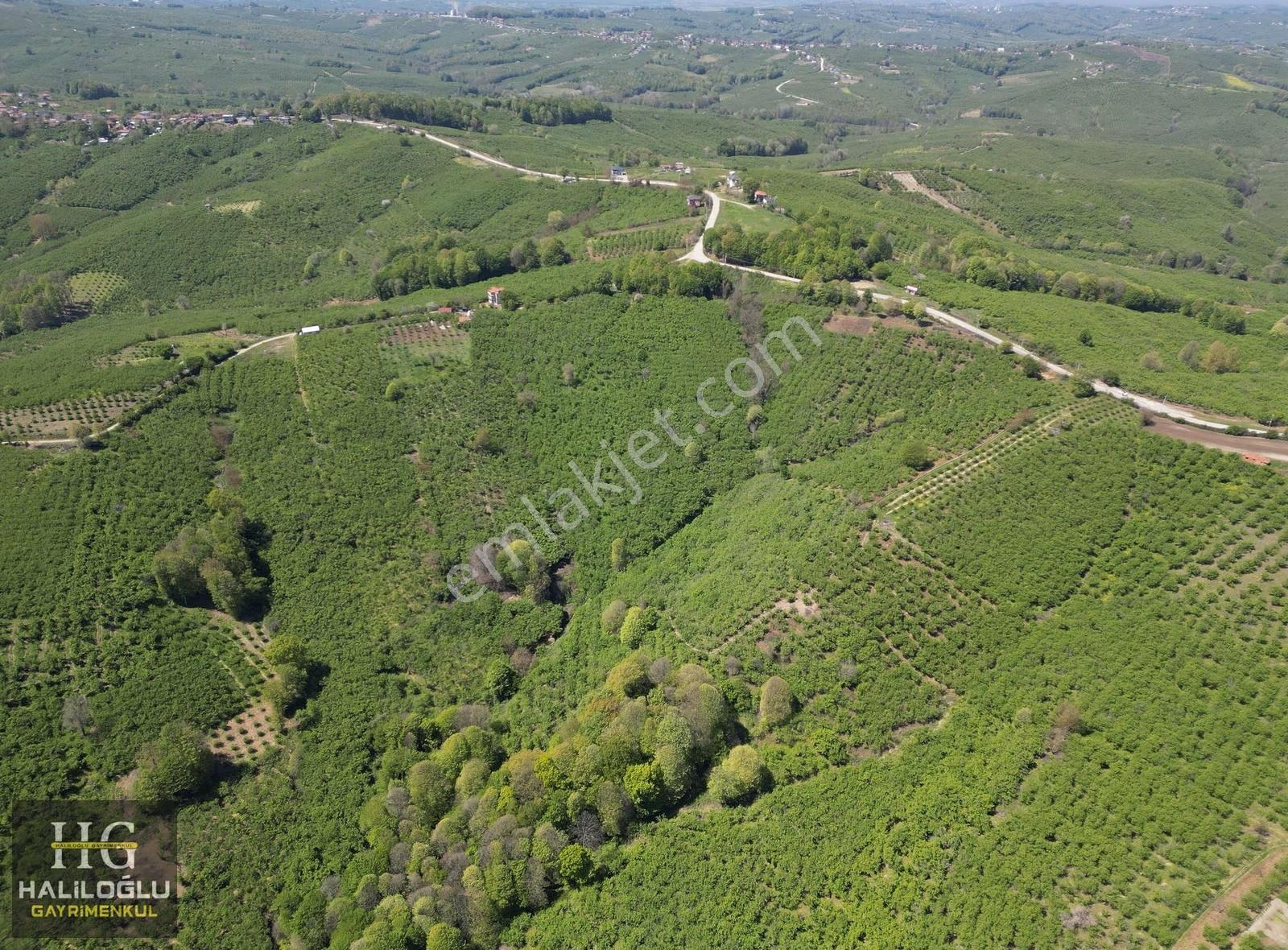 Emsalinden Çok Uygun 8826m2 Yetişkin Resmi Yollu Fındık Bahçesi - Görsel 6