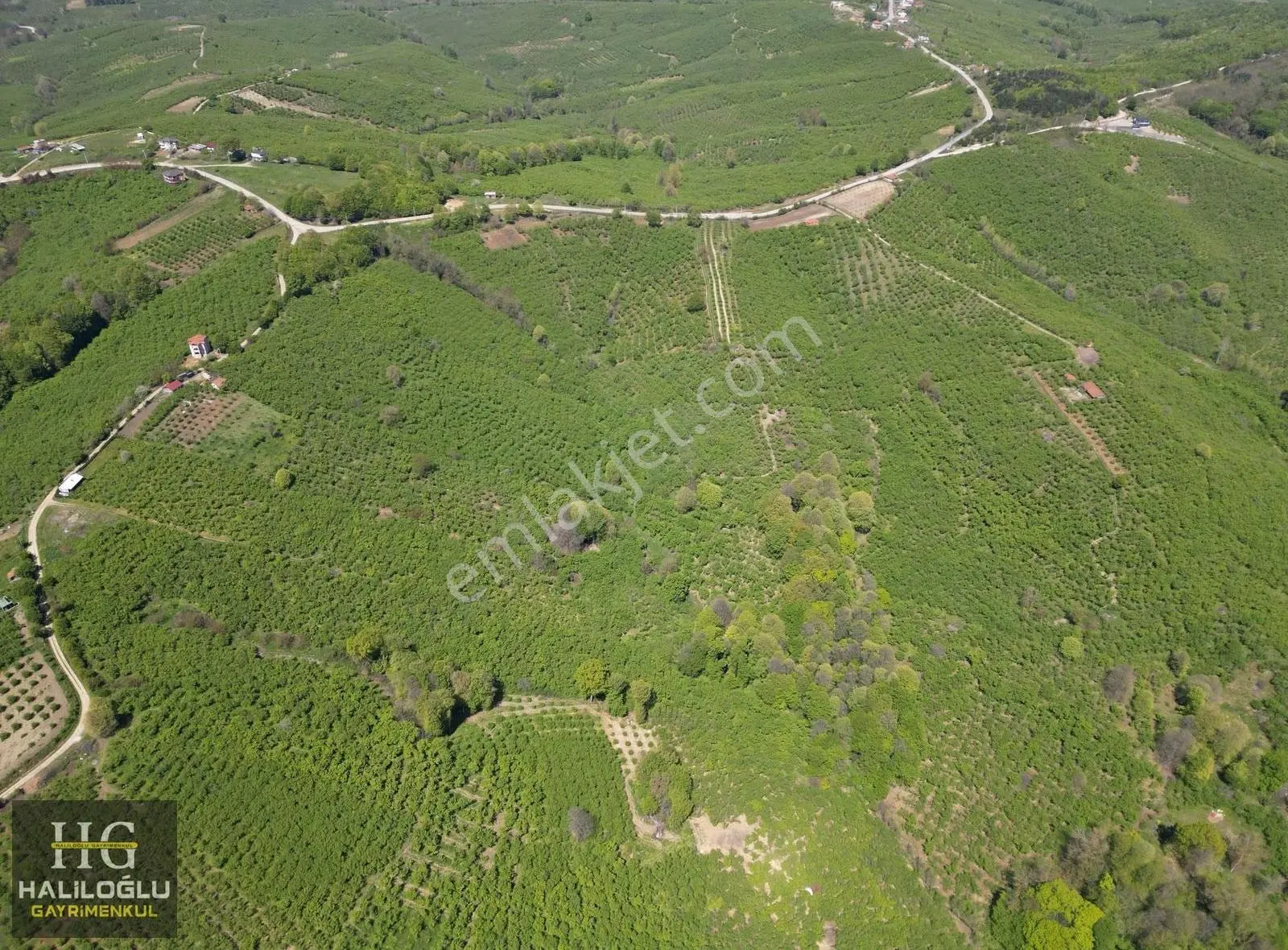 Emsalinden Çok Uygun 8826m2 Yetişkin Resmi Yollu Fındık Bahçesi - Görsel 5